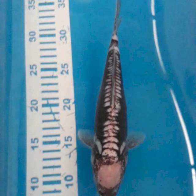 Kumon 25 cm