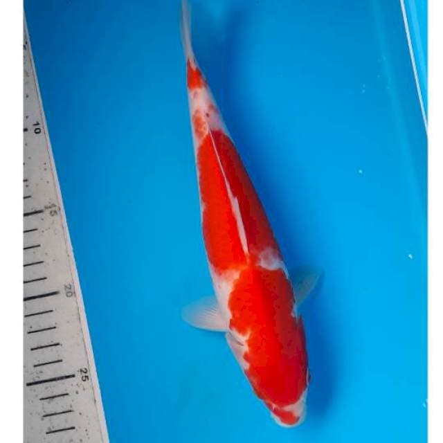 Kohaku 25cm