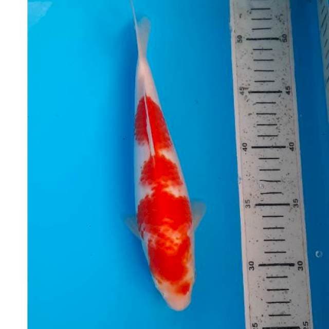 Kohaku 25cm