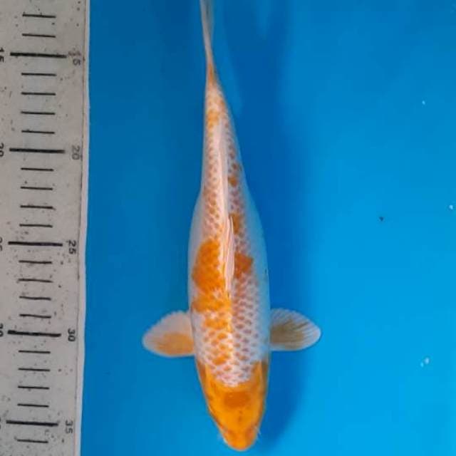Hariwake 24cm