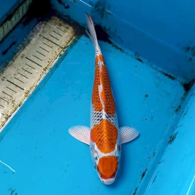 Kujaku 28cm Male