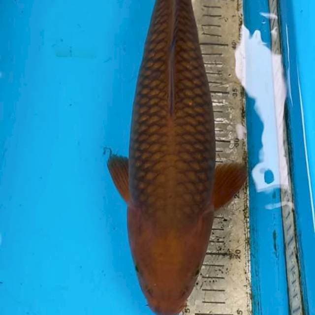 Chagoi 38cm
