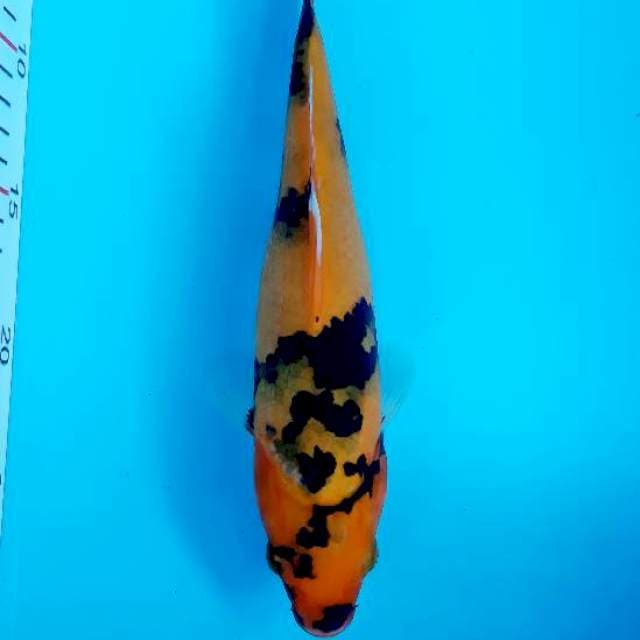 Hishowa 25 cm