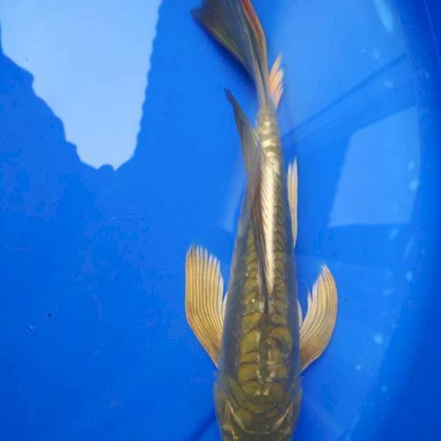 Kumpay 28cm