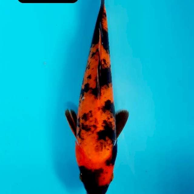 Utsuri 25 cm