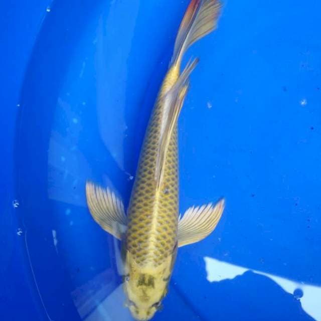 Kumpay 32cm
