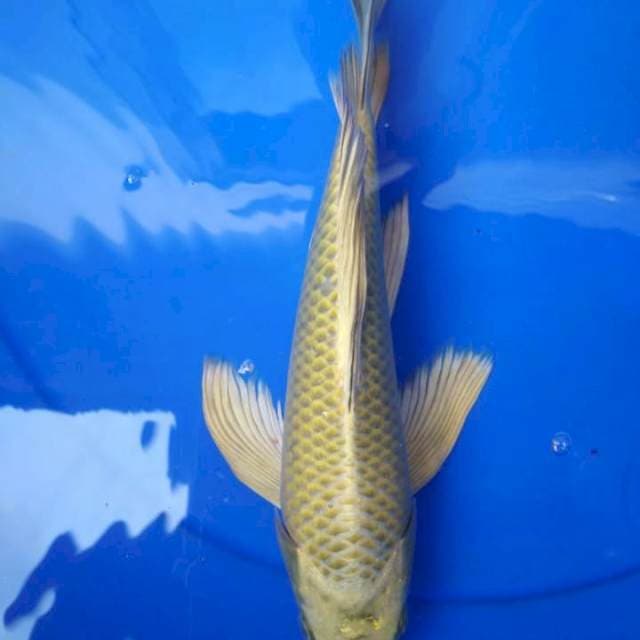 Kumpay 29cm