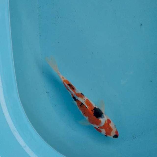 Showa kanoko 27cm