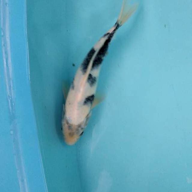 Shiro A 28cm female