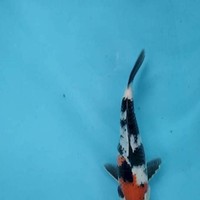 Showa 28cm female