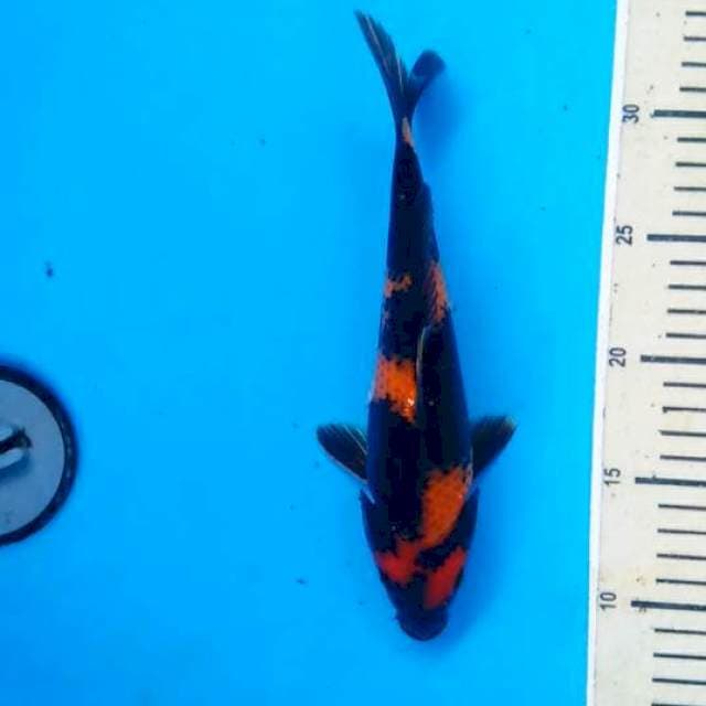 Hiutsuri 25 cm