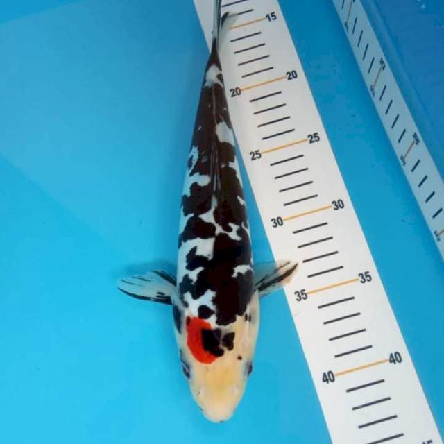 Doitsu 28cm