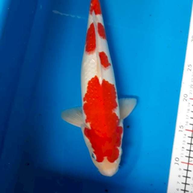 Kohaku M 34 cm