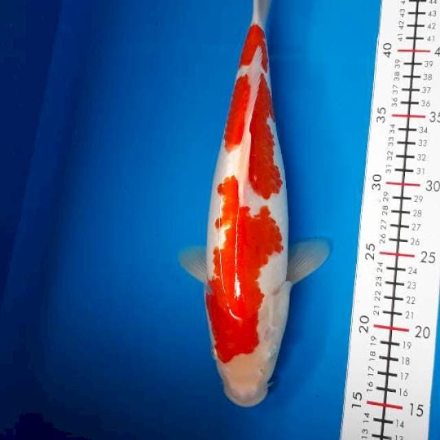 Kohaku F33cm