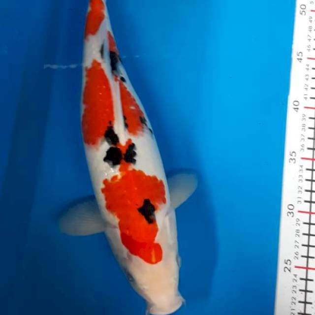 Sanke f35 cm