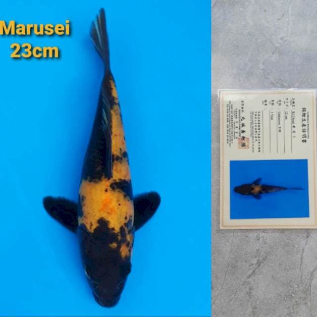 Marusei Ki Utsuri Sertifikat