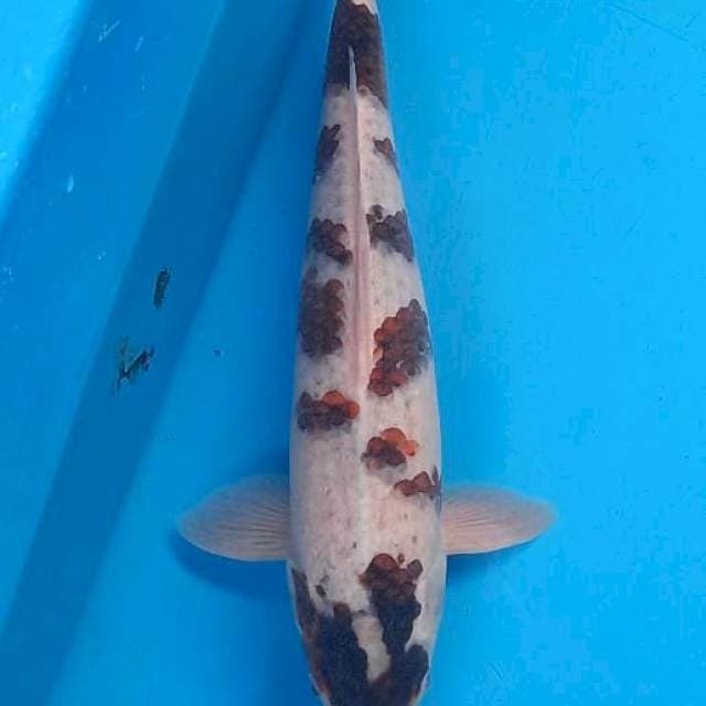 Goromo male