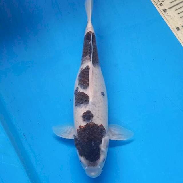 Budogoromo vemale 37cm