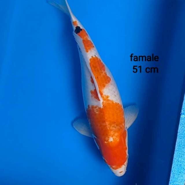 Kuroi shimi Kohaku jumbo 51cm