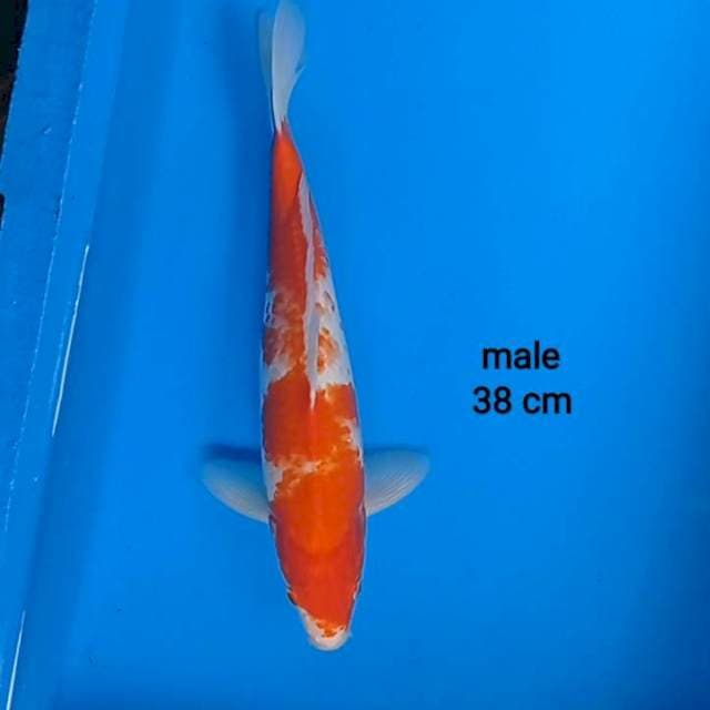 Kohaku ranzatsuna iro 38 cm