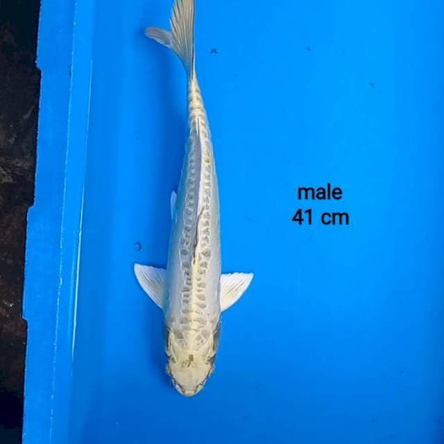Kikokuryu kyarameru shikiso 41cm