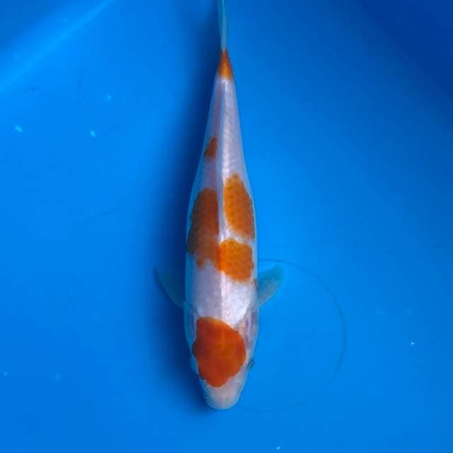 D. Kohaku