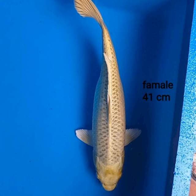 Mukasi kyarameru shikiso 41cm