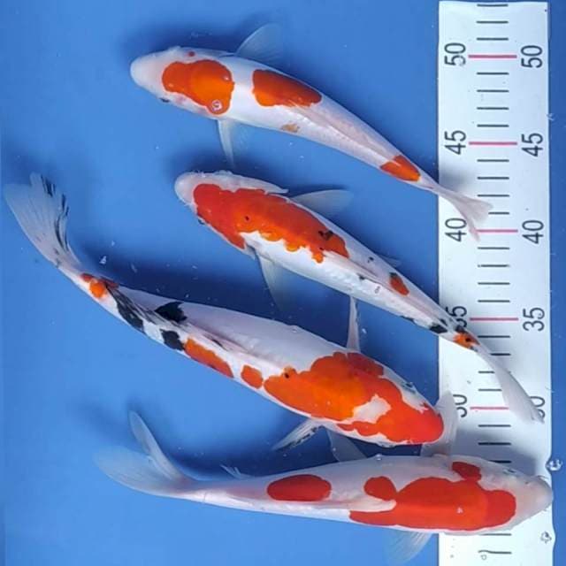 Kohaku & Sanke Doit ~22-27
