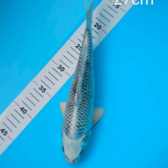 MatSuba 27cm Ring Jos