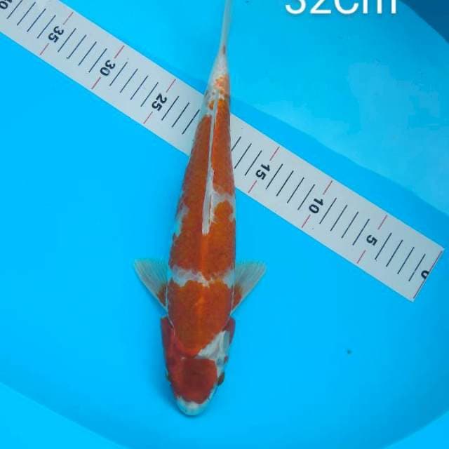 Red Strong Metalic