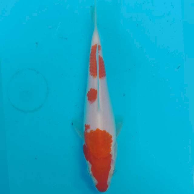 Kohaku Calon jumbo ORi
