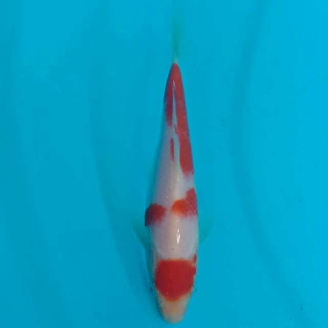 Kohaku sandan maruten ori