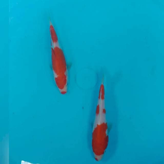 Duo kucibeni ori