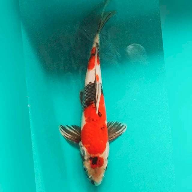 Maruten showa strong 28cm