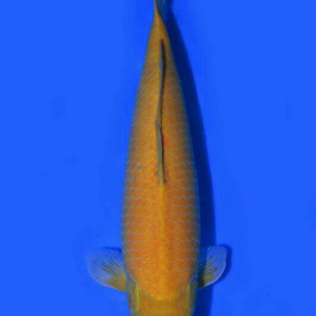 50BU BULKY Karashi Import Marudo