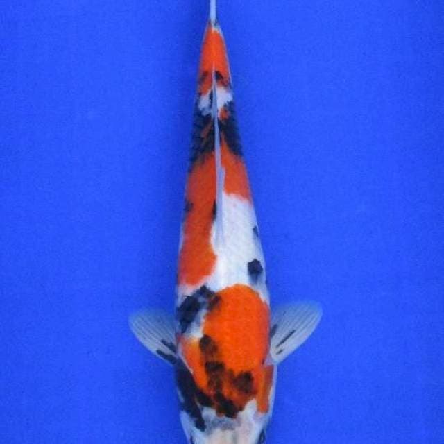 Tategoi showa sansoku ±30cm