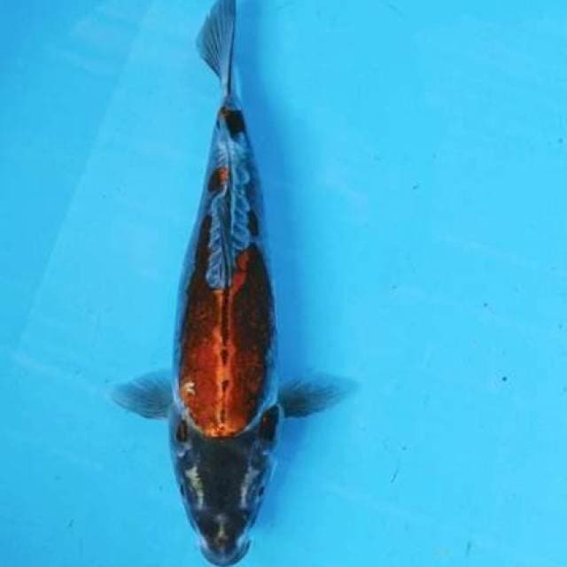 Benikoko 26cm