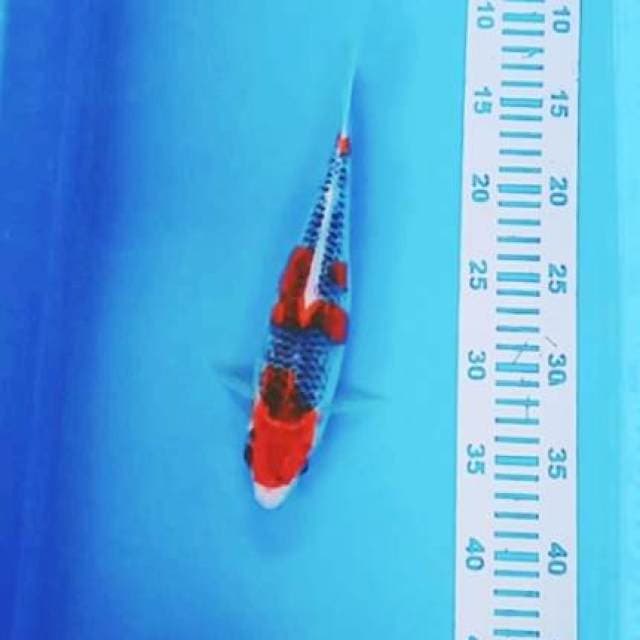 GHOSIKI 27cm