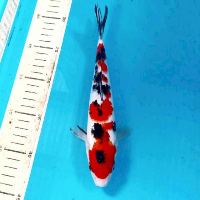 Sanke, 23 cm