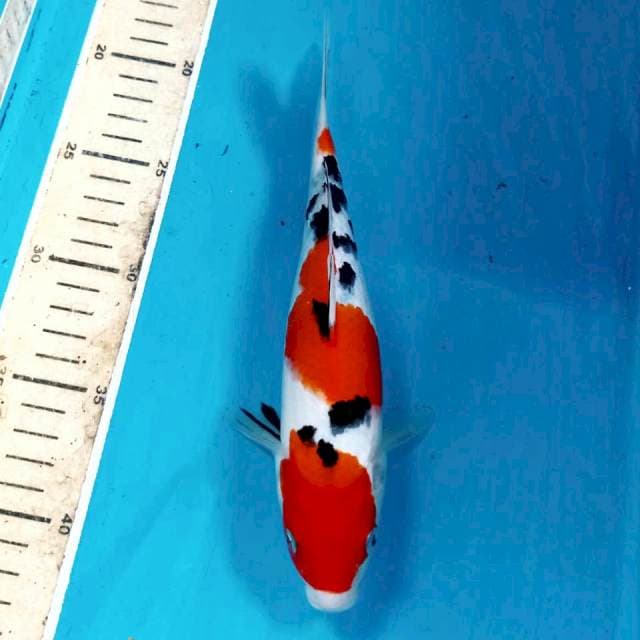 Sanke, 23 cm