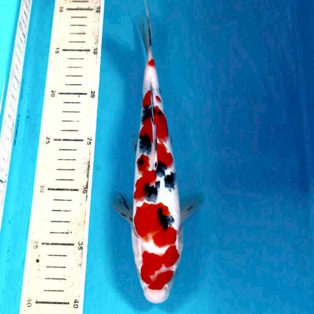 Sanke, 28 cm