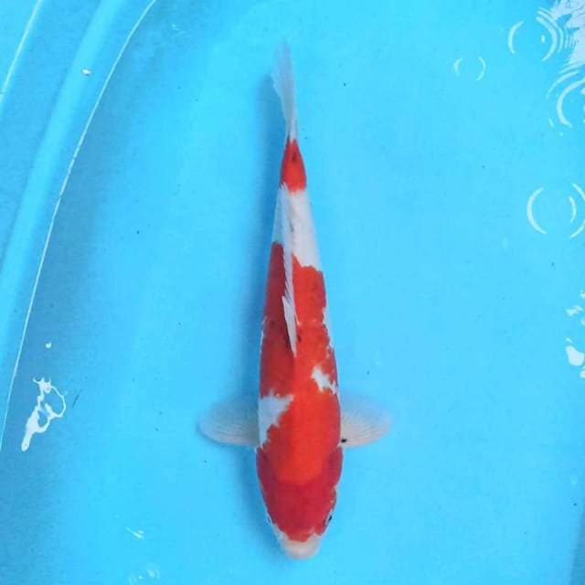 Kohaku 37 cm