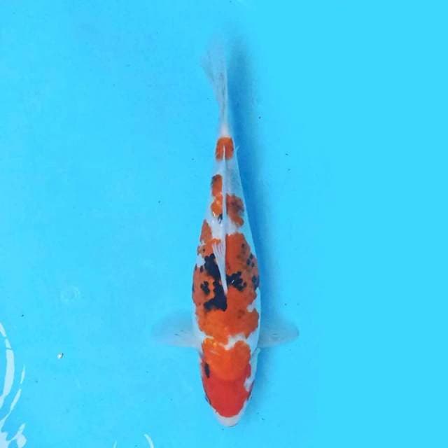 Showa 35 cm