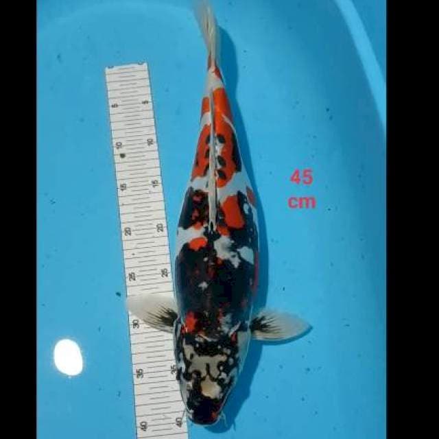 Benikikuryu 45 cm