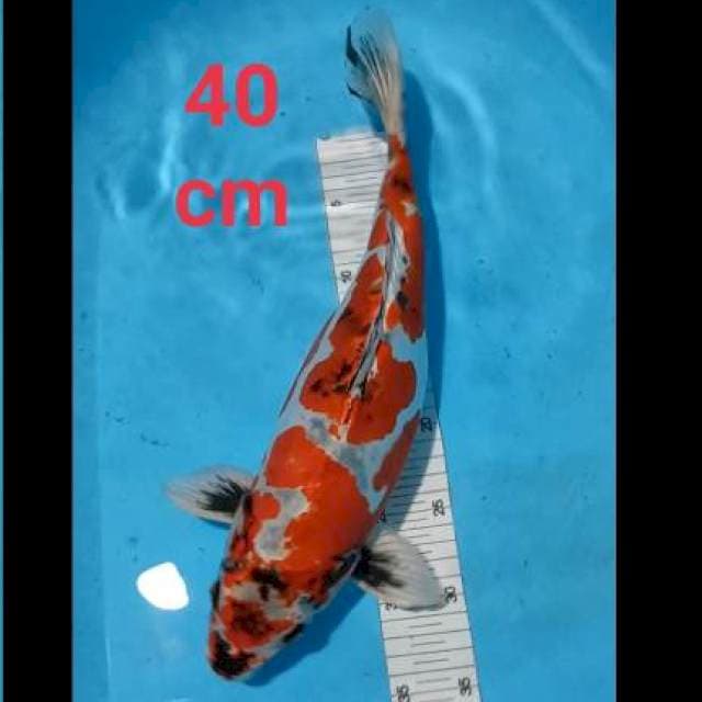 Beni kikuryu 40 cm