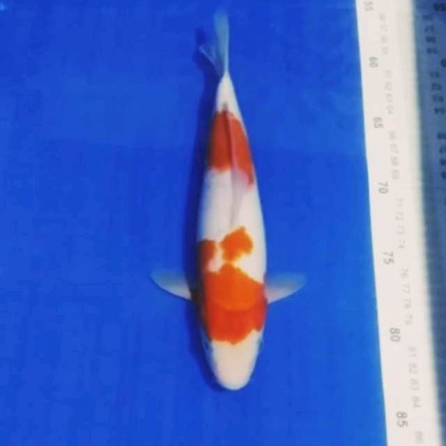 🔵kohaku dobel step 25cm