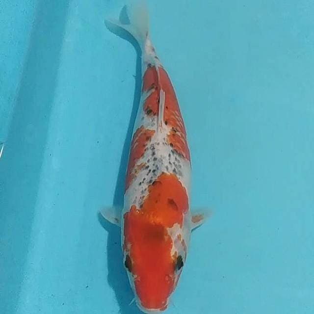 🔵goshiki 28cm