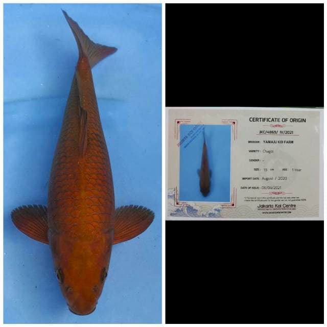 Yamaju Chagoi Tembaga
