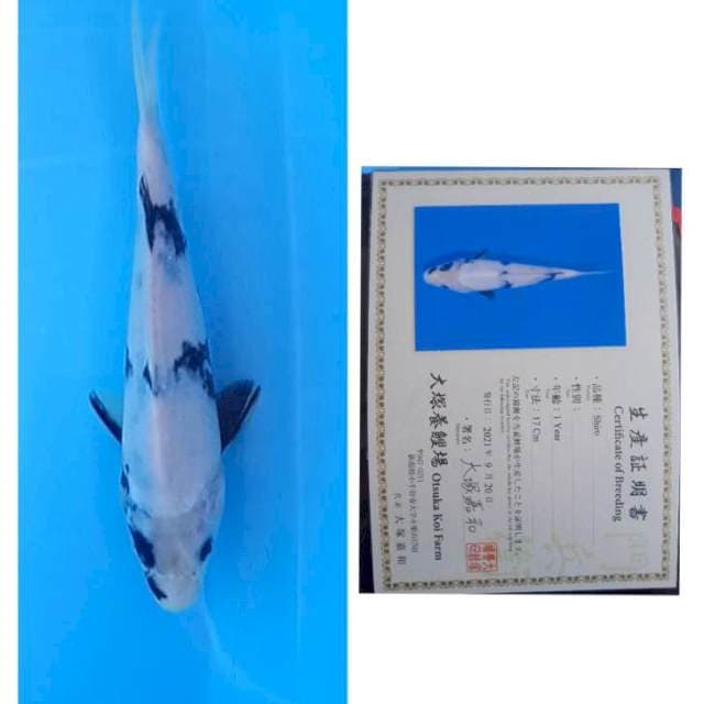 Shiro Certy Otsuka