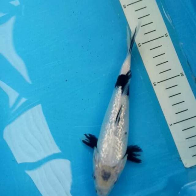 Tategoi 20 cm